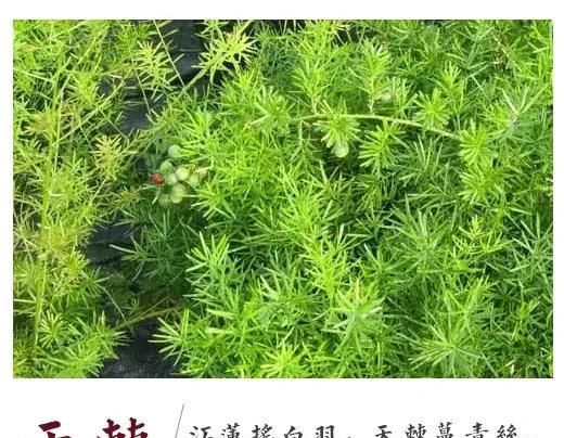杜甫诗中的浊酒