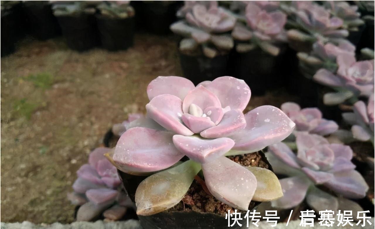 品种|张大哥养肉10多年,总结出4个“耐热品种”,肉迷都喜欢