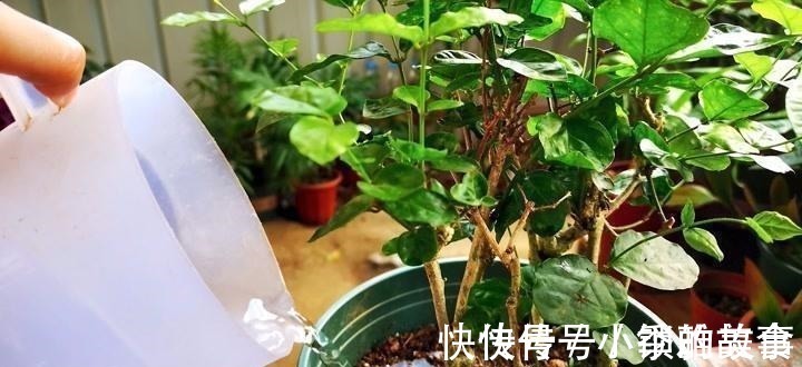 浇水|养茉莉，记住5点“疯狂”，一年开5茬，花开爆盆不是事