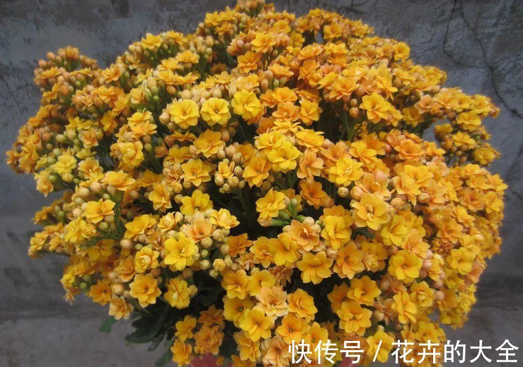 5种“漂亮花”，冬天也开花，趁着现在种，便宜好养活