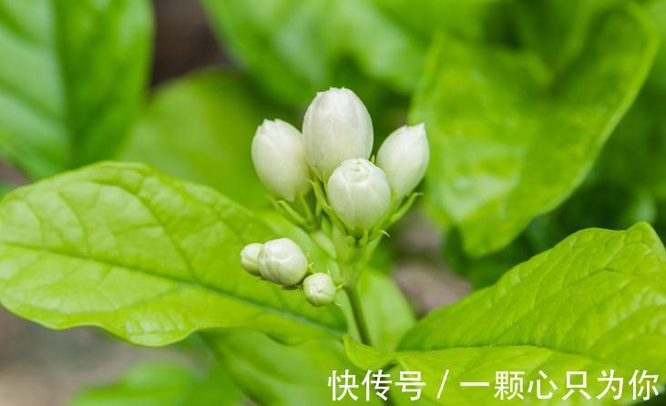 南方花草植物需要使用什么土壤,弄懂这些基础,养花不轻易枯萎