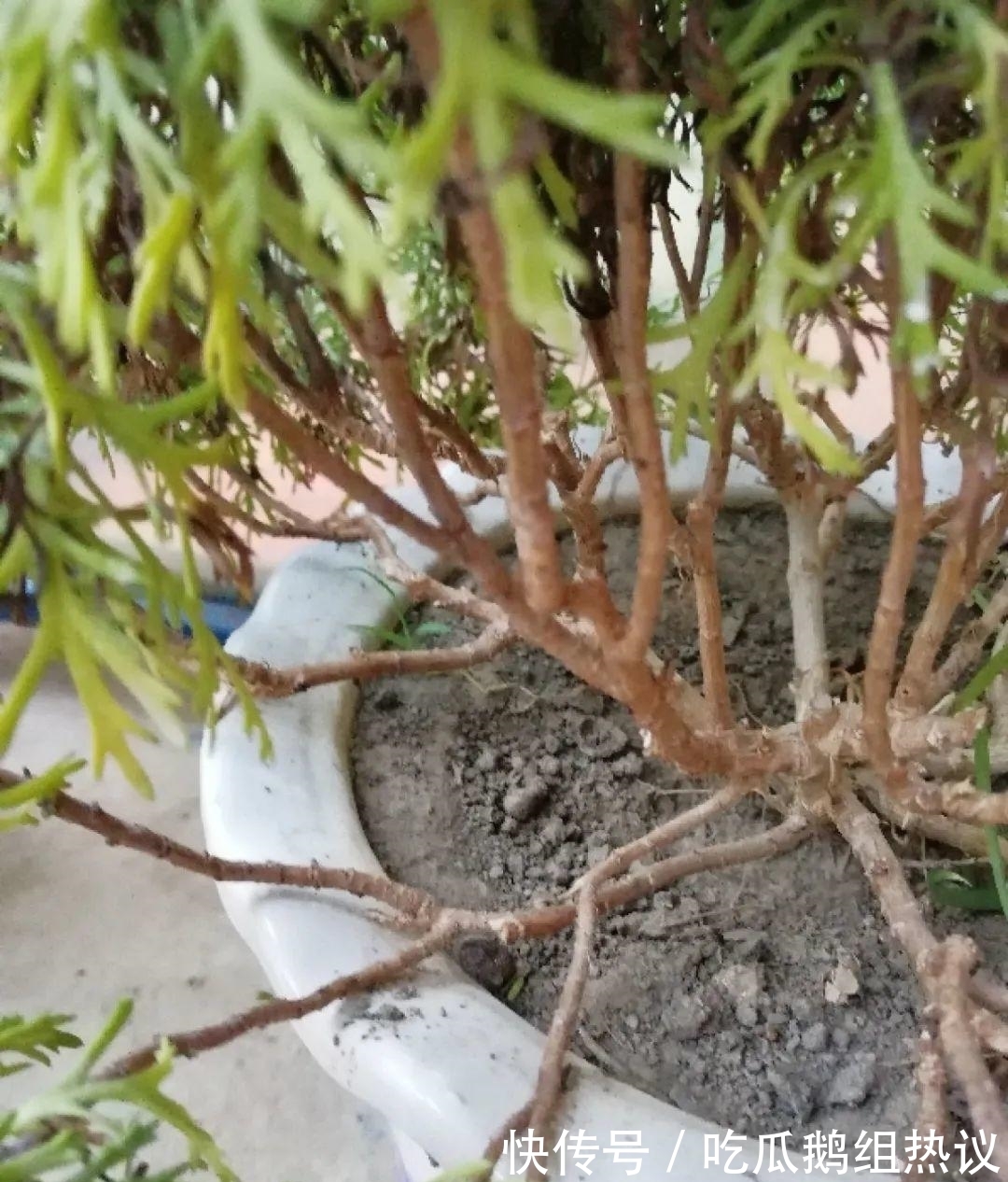 种花|9种花，夏天休眠了，一定少浇水，否则越浇越死