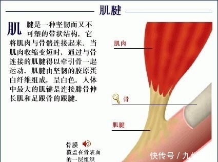 告诉|武侠小说中挑断手筋和脚筋是怎么回事?还有救吗?医生告诉你答案