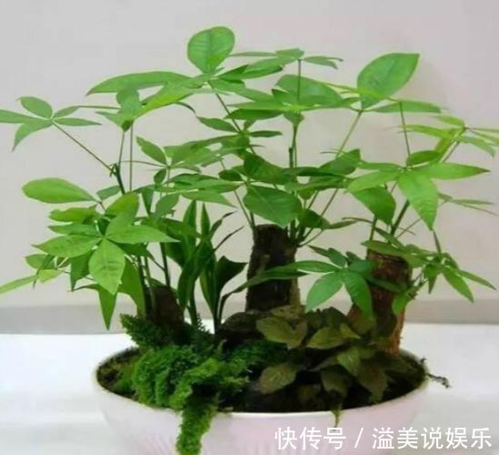 几种花你至少要养一种，人养花，花也养人，家人身体越来越好！