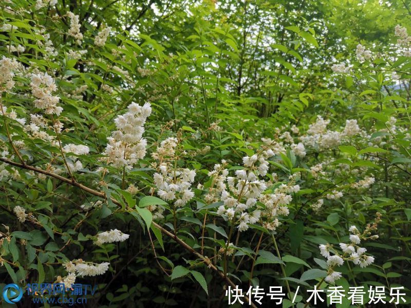 万州|绿树浓荫苍翠欲滴 夏日溲疏花开繁密