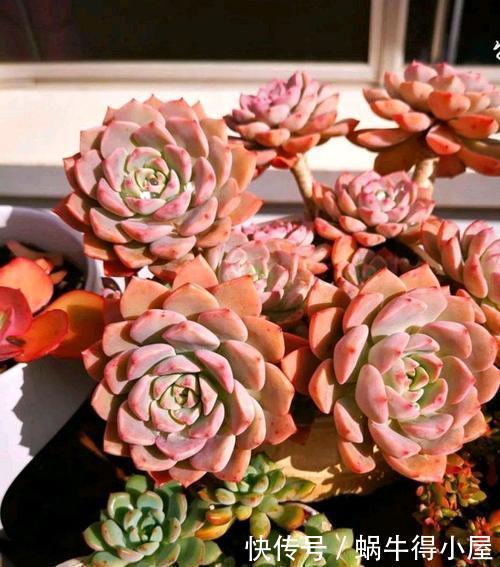 春天养多肉选它,皮实又好养,上色美极了,容易成老桩