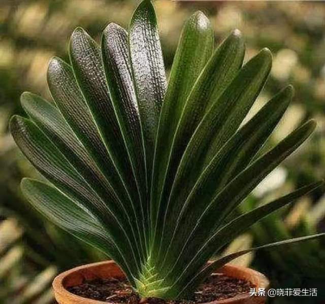 花盆|君子兰一直长不好,跟“换盆”有关系,很多人都做错了