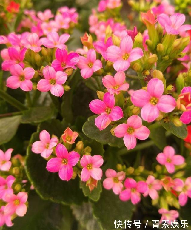 发酵|给长寿花吃点“橘子皮”,从此不在担心长寿花不开花啦