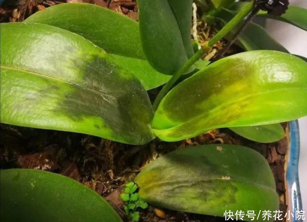 种花|夏天别买6种花，天热就休眠，太不好养