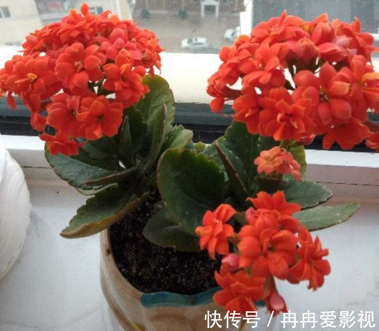 秋季养花大合集,30种花,你想要的我全有!