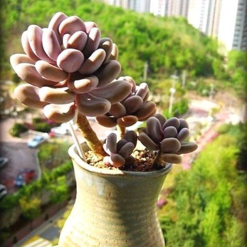 多肉植物爱吃2种肥,根系健壮,叶子肥厚,养成老桩