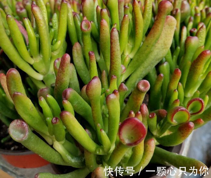 养多肉植物吸财树的注意事项