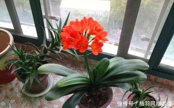 啤酒|老花匠养花从不用啤酒、淘米水,仅在盆里倒点“它”,养啥爆啥!