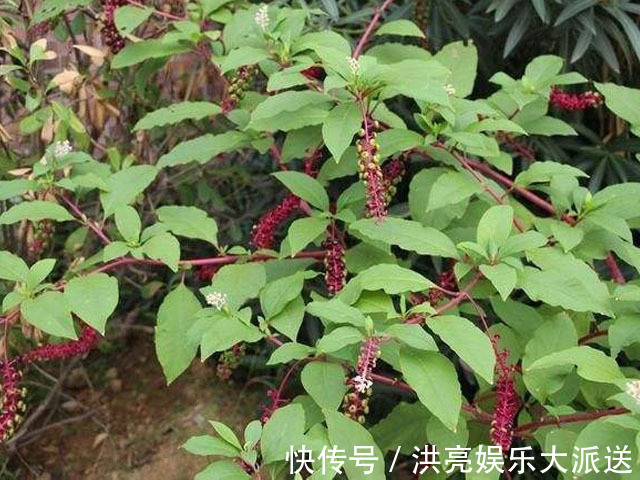 果实|乡下有一种野草,其根部有消肿的奇效,果实还可以染色