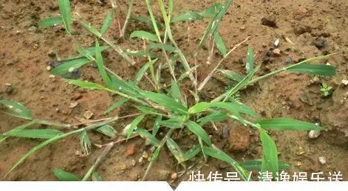 小时候常见却叫不出名字的植物,太全了