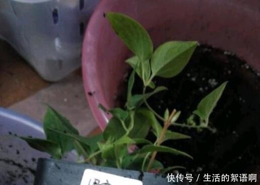 奶奶家的小院,养了2棵花,三年之后,朋友都专门去欣赏,太好看!