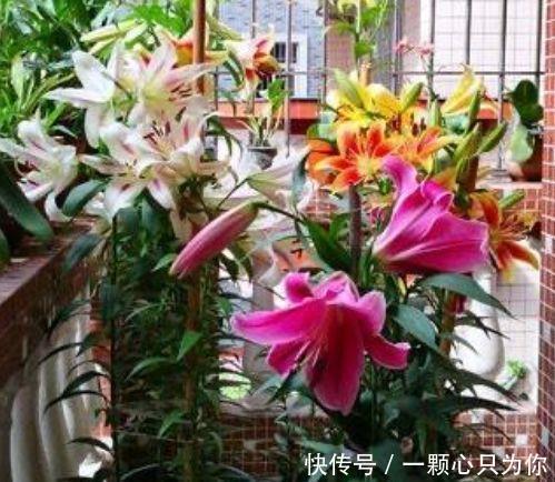 小玲|开花最香的3种花,家里养一盆,满树都是花朵,漂亮极了