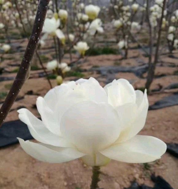 小区的白玉兰开花了，花香四溢，庭院种树，白玉兰是首选