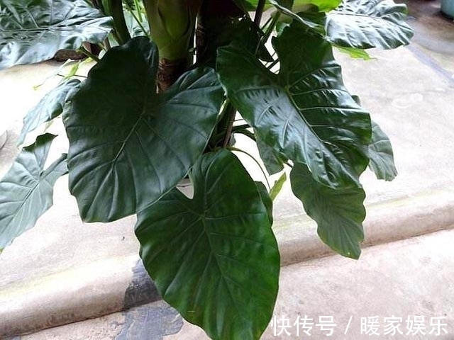 “这”几种花再喜欢也不要养,对“身体”不好,现在知道不晚