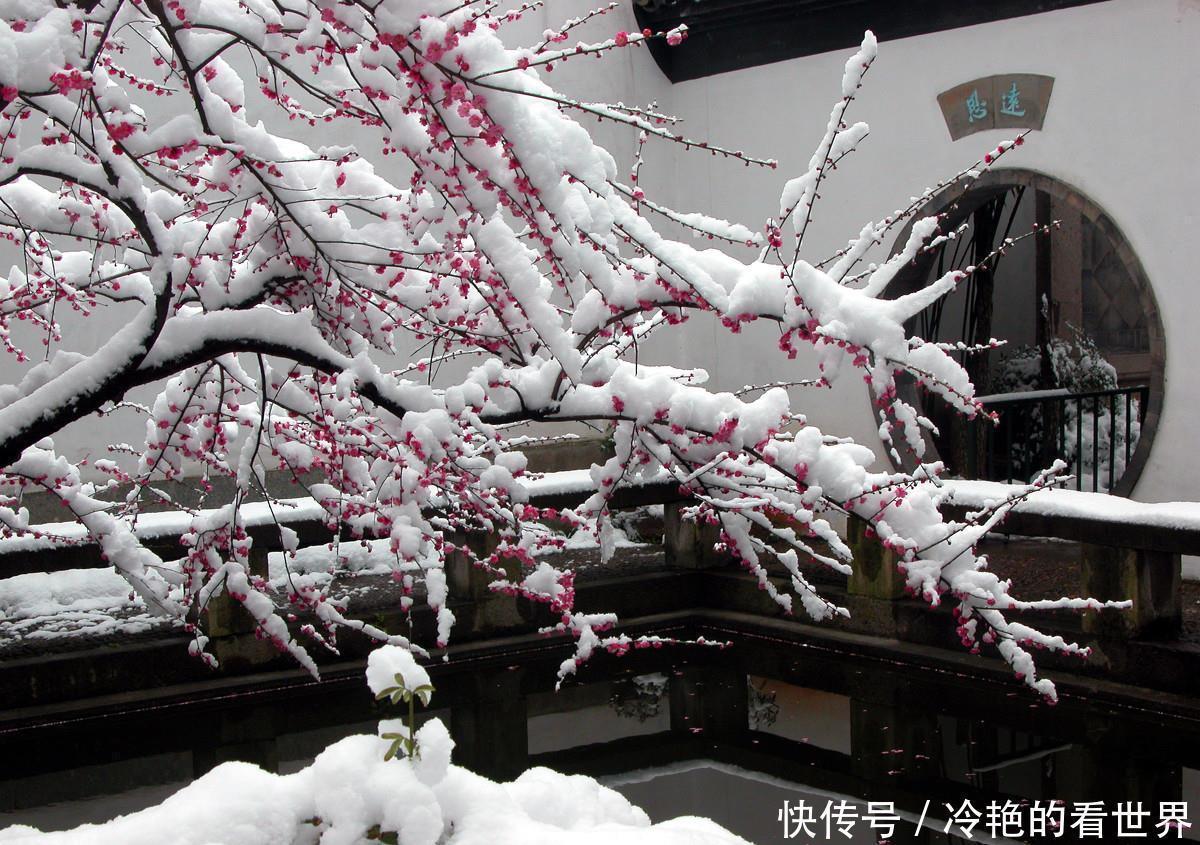 盆栽|4种“抗冻花”,娇艳不娇贵,寒冬腊月冻不死,冰天雪地开红花