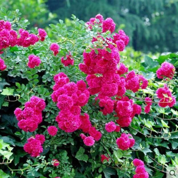 要说“最香”的花，还数这种花，花期长达6个月，开花满园芳香