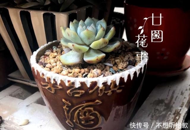 7种“废料”做花盆,一分钱不花,花盆用不完,比买的还精致!