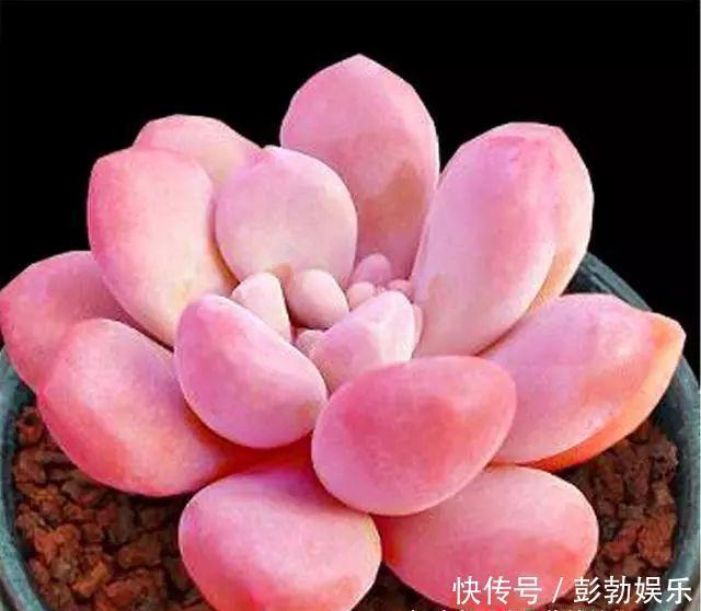 叶片|多肉中的“美人系列”,这10种是代表,养护简单颜值高,适合新手