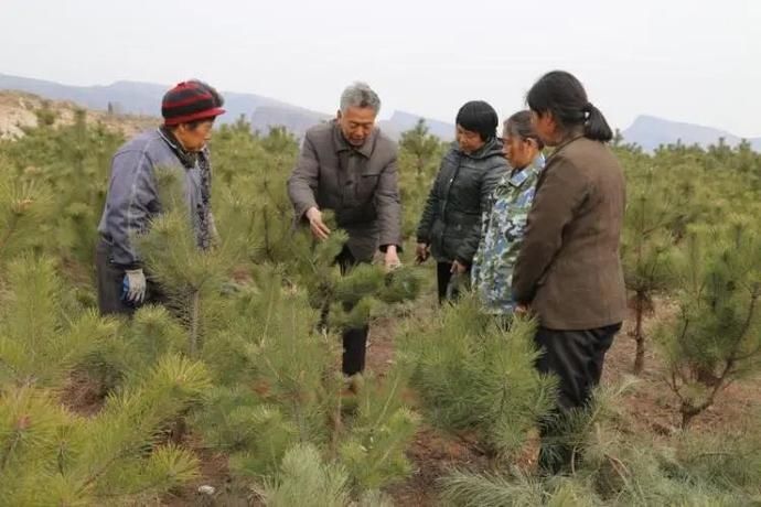 太行山上“新愚公”！他12年荒山“写绿”6000亩，独创9种整地造林模式……