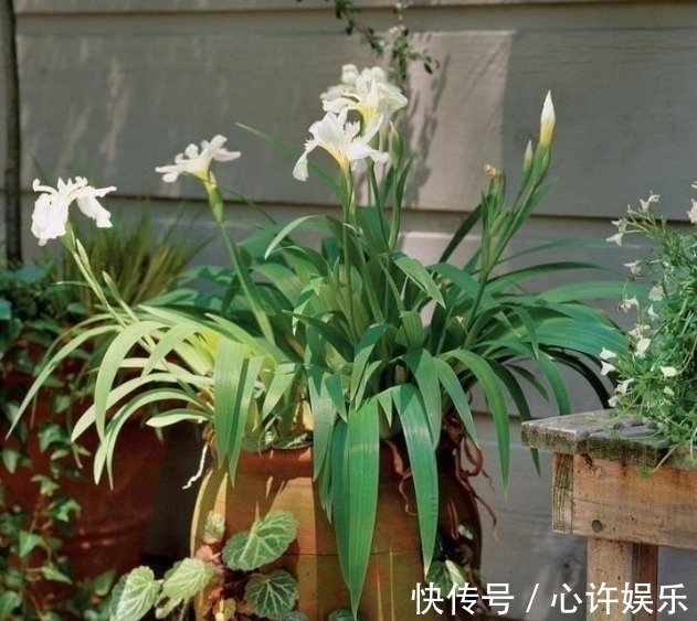 任何容器都能用来做花盆,请收好这30种美丽的花盆搭配设计