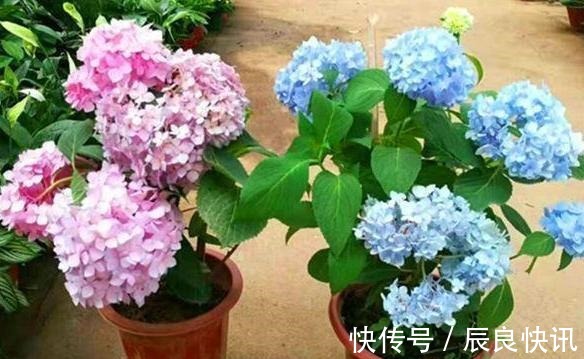 自制|养花缺少磷钾肥学会自制技巧,往花盆里放一点养啥植物都旺