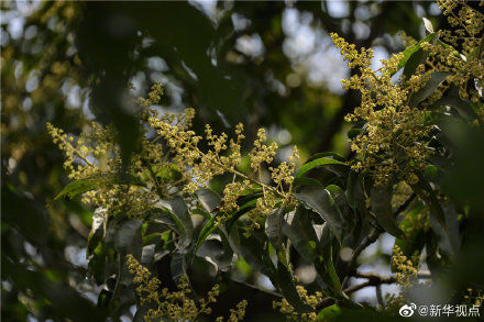 广州近300岁香芒古树重现花繁叶茂