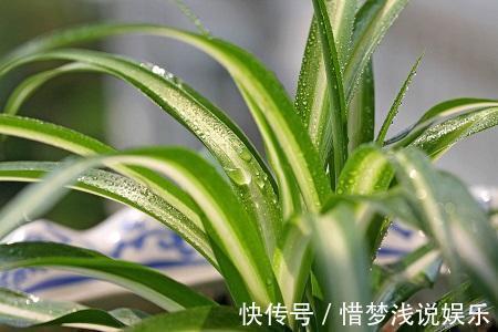 世界上那些能净化空气植物，清新空气一把好手，家里办公室都能养