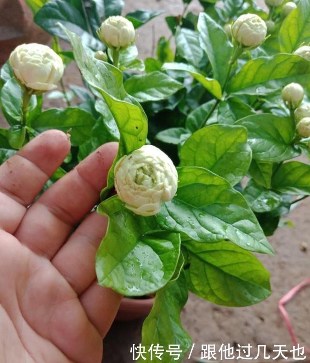 懂花的朋友现在谁还养绿萝,都在养这种香花,开花香,花期长