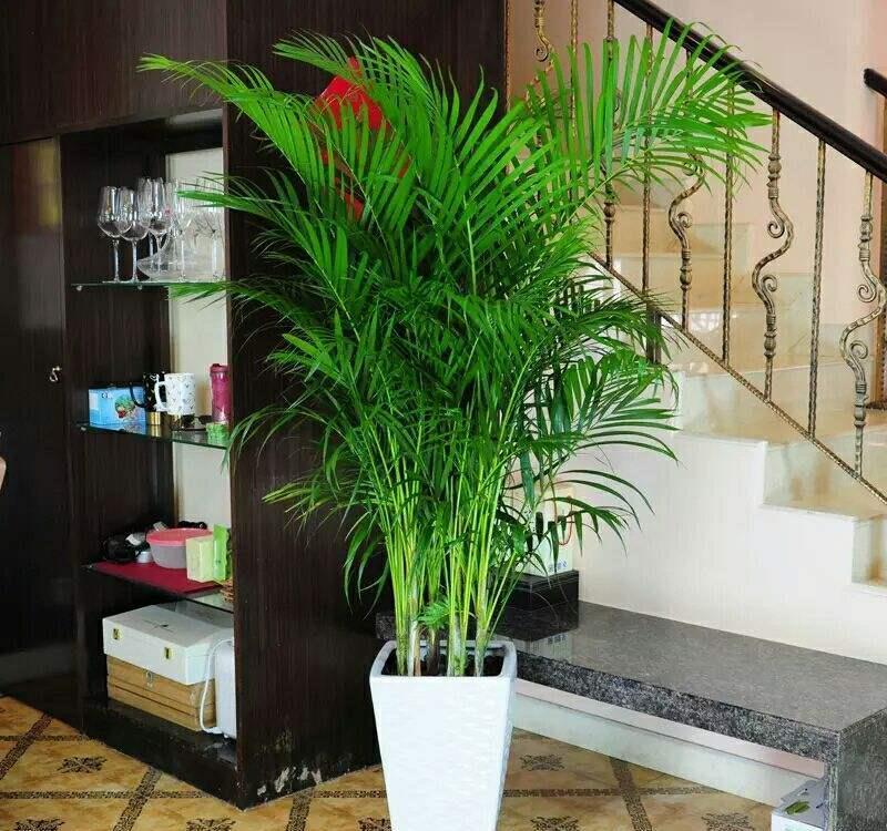 养花|客厅养花，就养“大树”，2年长成“绿巨人”，优雅漂亮，品位佳