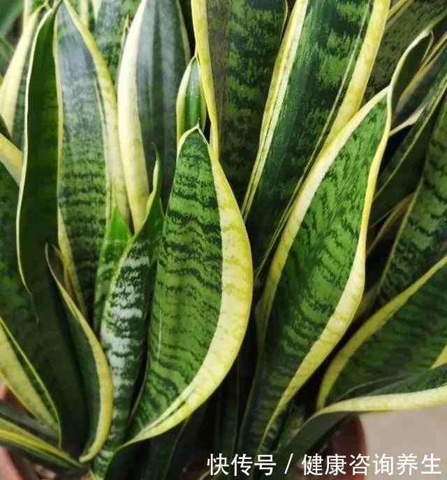 虎皮兰不冒“新芽”,注意这几点,养2月“钢芽”窜出盆!