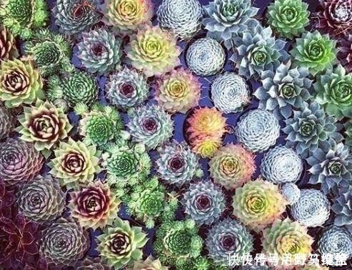 品种|你是在养多肉,不是在搞科研,低温露养要不得!