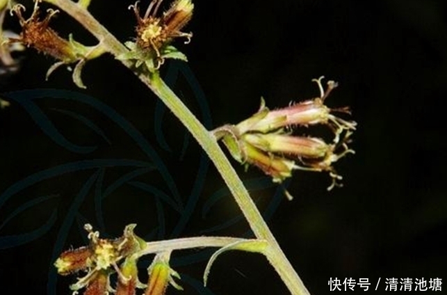 治疗|鼻炎犯了,鼻子堵塞、鼻涕多?用它们能治疗让你备受困扰的鼻炎!