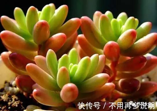 干透|多肉就养这7种,散养不用管也能呼呼长,想养死都难!