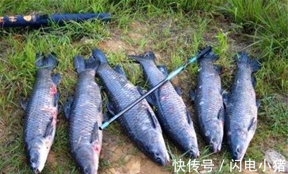 钓渊|秋季钓鱼，有钓渊、钓阴、钓边几种说法，这钓位到底应该怎么选？