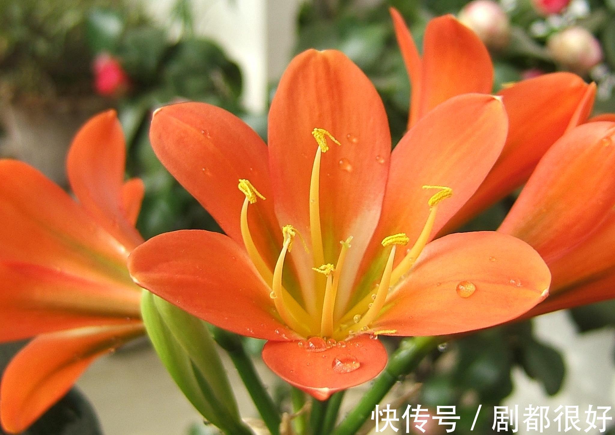 花盆|养花试试这几款，小花盆种植，并且不需要经常浇水，越养越好看