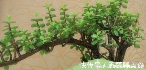 金枝玉叶长的“狂魔乱舞”,剪几刀,秒变“悬崖桩”,烂根也不怕!