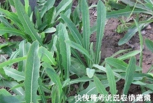 苦菜|农村被称为“奶浆菜”，如今数量已经不多了，在城市里10元一斤
