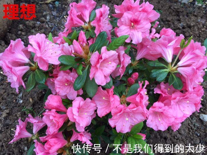 养花技巧最难养的花,买多少死多少,想想就生气!