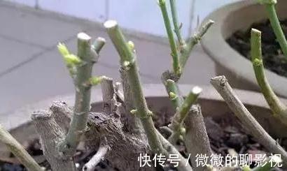 新枝|养花3分靠管，7分靠剪，6种必备的修剪小知识，你了解嘛