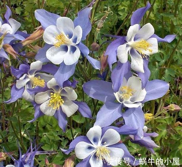 被名字耽误的“三种花”,颜值高又皮实,放角落也能自己长