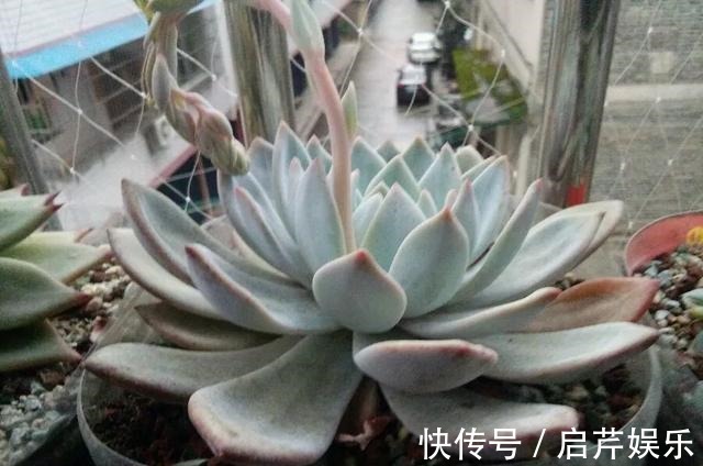 s只要家里有油桶,就不用花钱买花盆!多肉种在油桶里,叶子胖嘟嘟