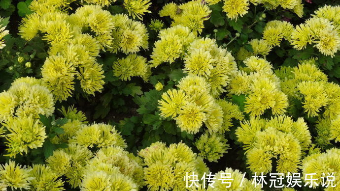 绿衣|喜欢菊花，不如养盆“小米菊”绿色心情，似绿衣少女，青碧可人