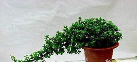 大妈养一株“象鼻”盆景,从没人要变“万元级”,才花3个月