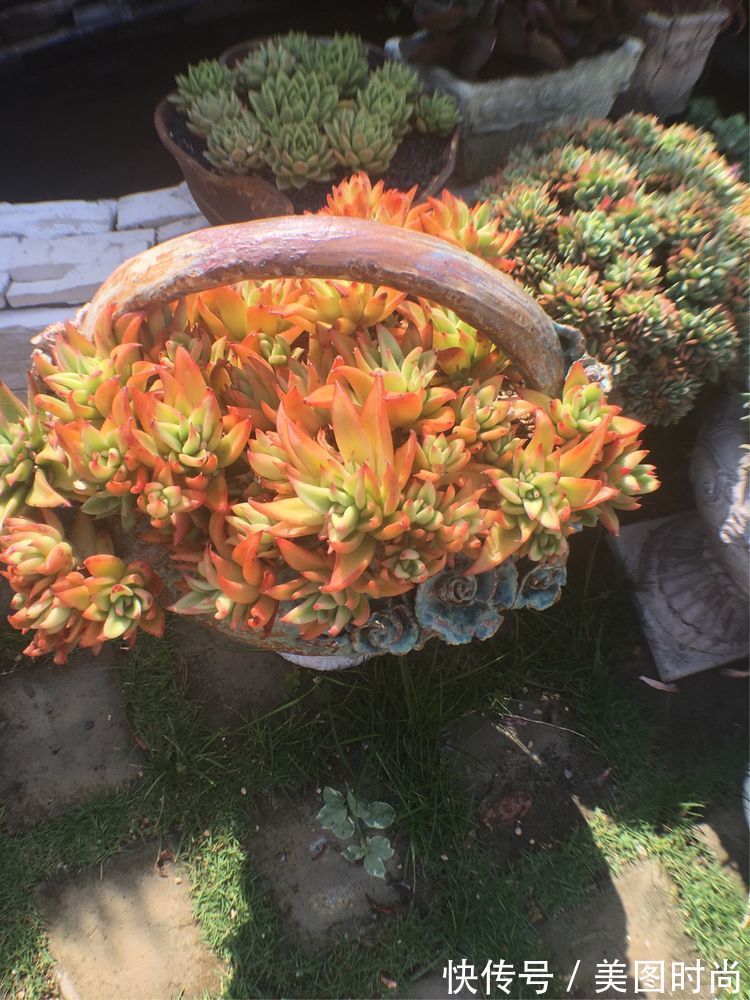 花草|历时一年，在31楼打造300㎡“屋顶花园”，如今美成了仙境