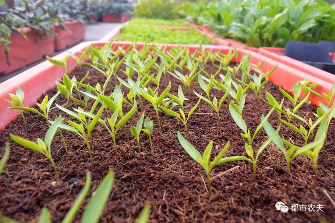 种的蔬菜苗为什么不粗壮
